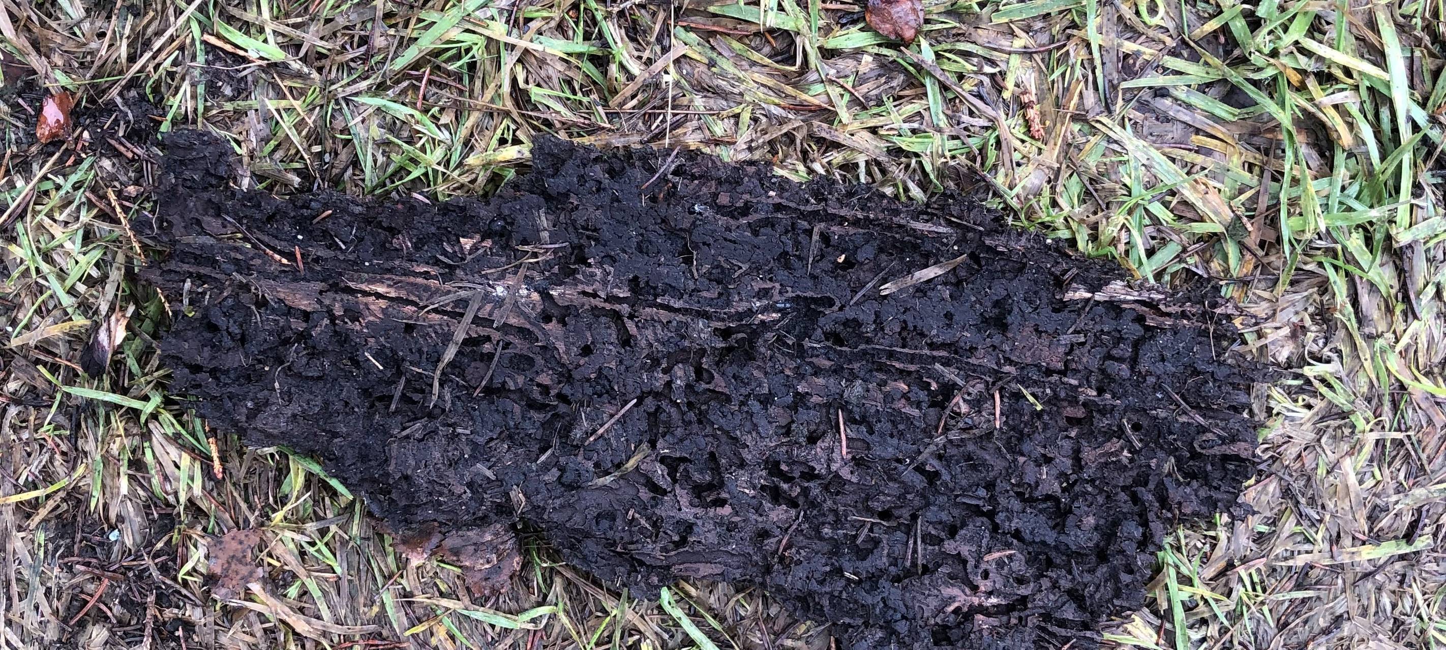 Kaum noch Fichten im Arnsberger Wald