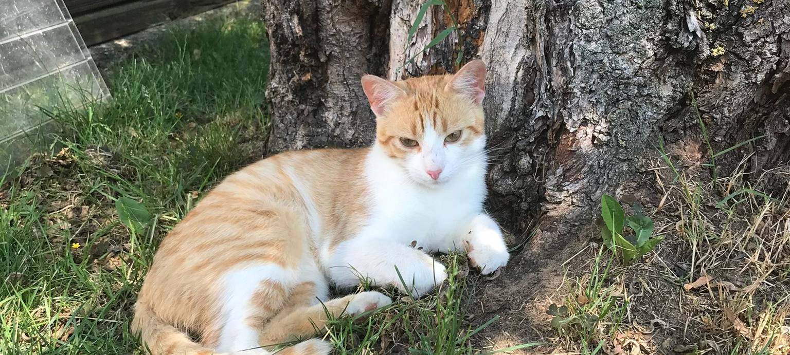Kater in Lipperbruch entlaufen