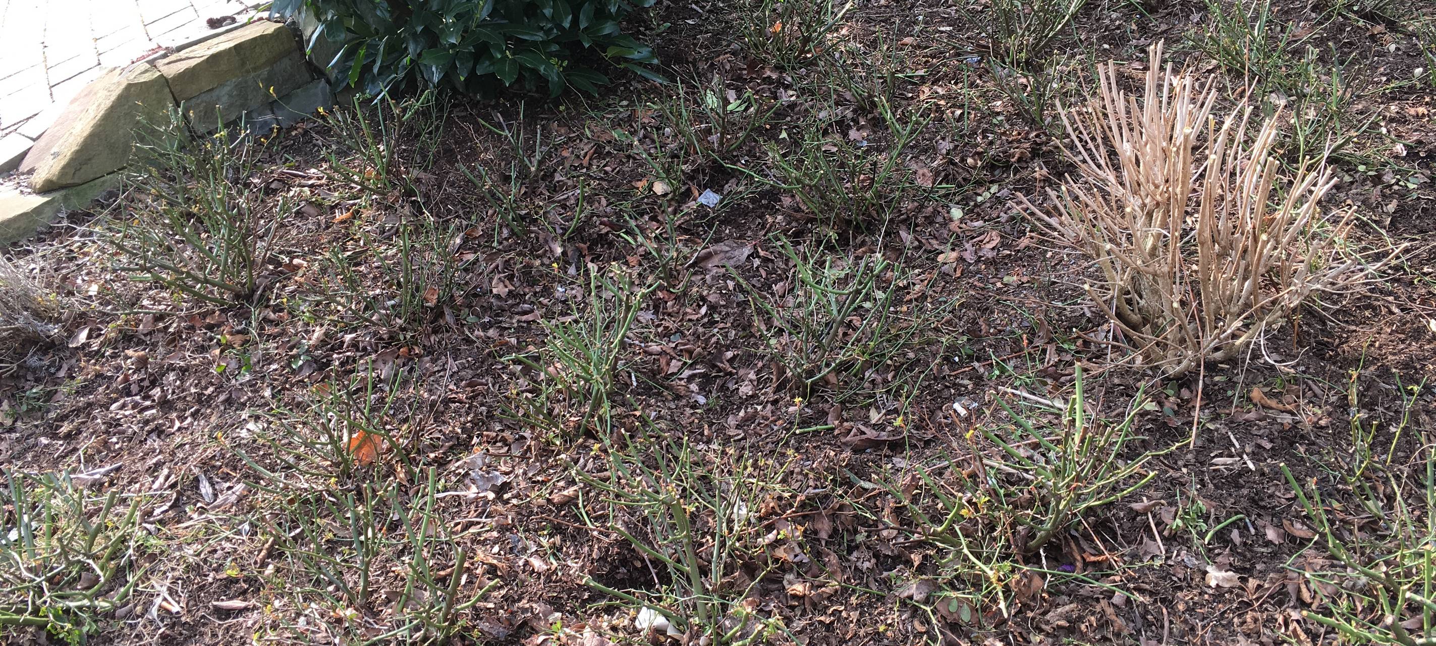 Häckselaktion in Geseke - jetzt anmelden