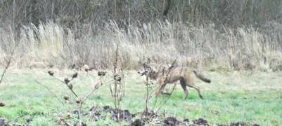 Wolfsichtungen im Kreis Soest