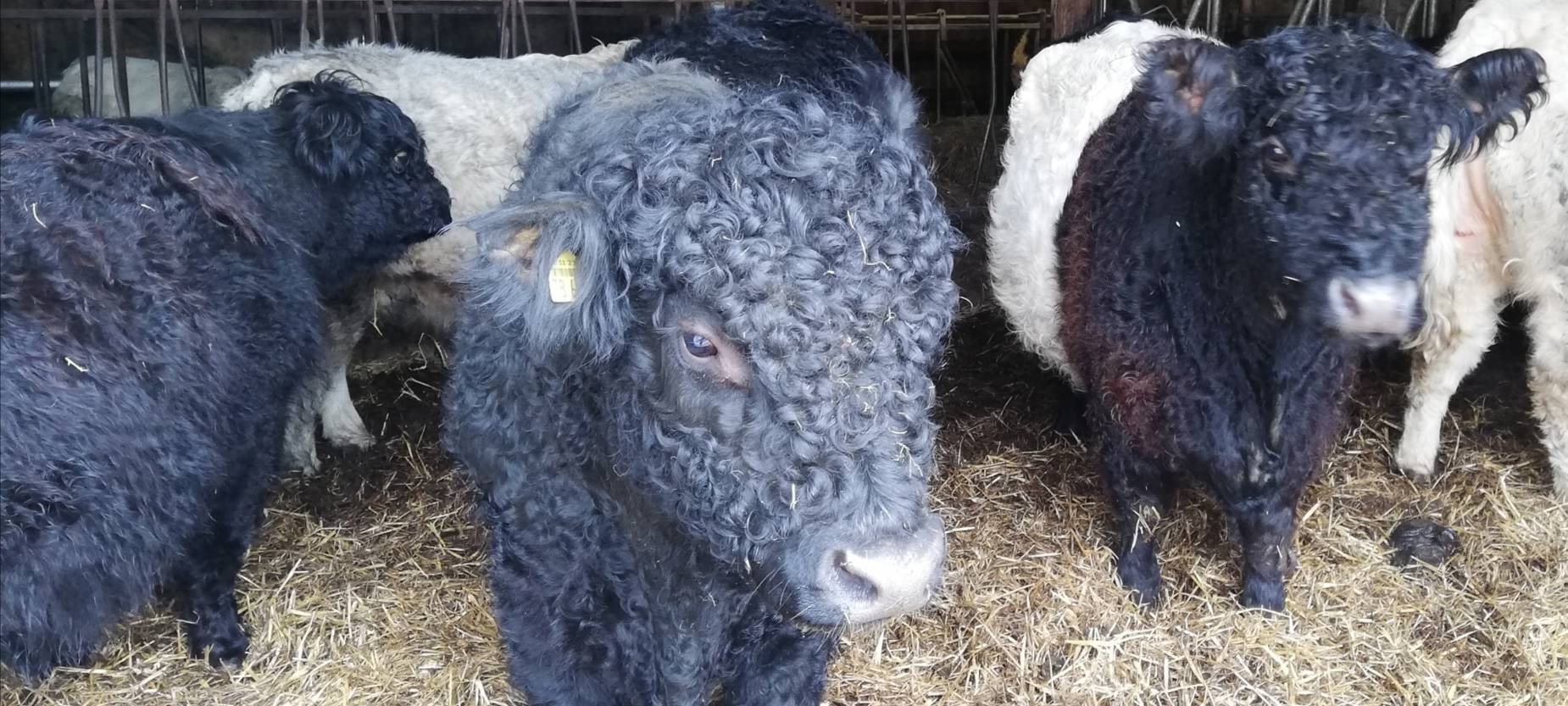 Hellweg Radio - Wochenserie: Junge Landwirtschaft