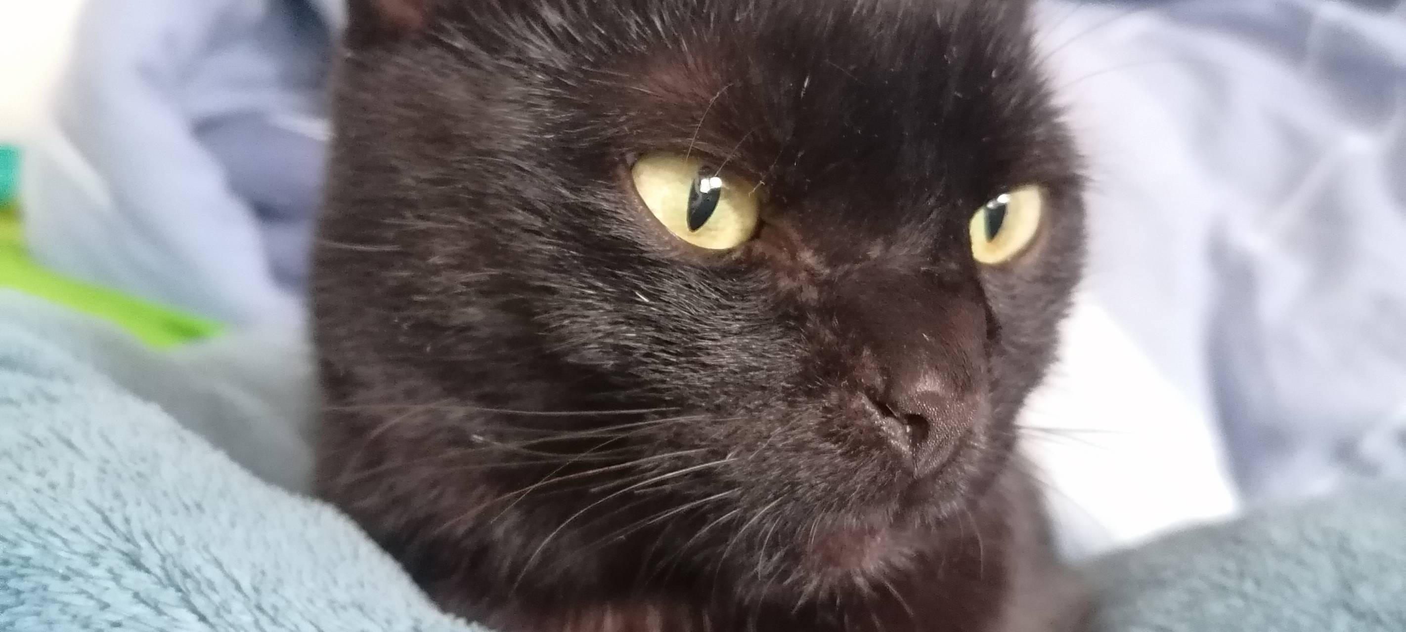 Kater in Lippstadt-Cappel entlaufen