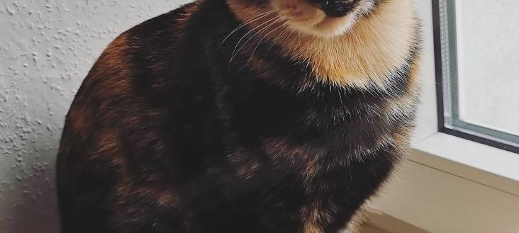 Katze entlaufen