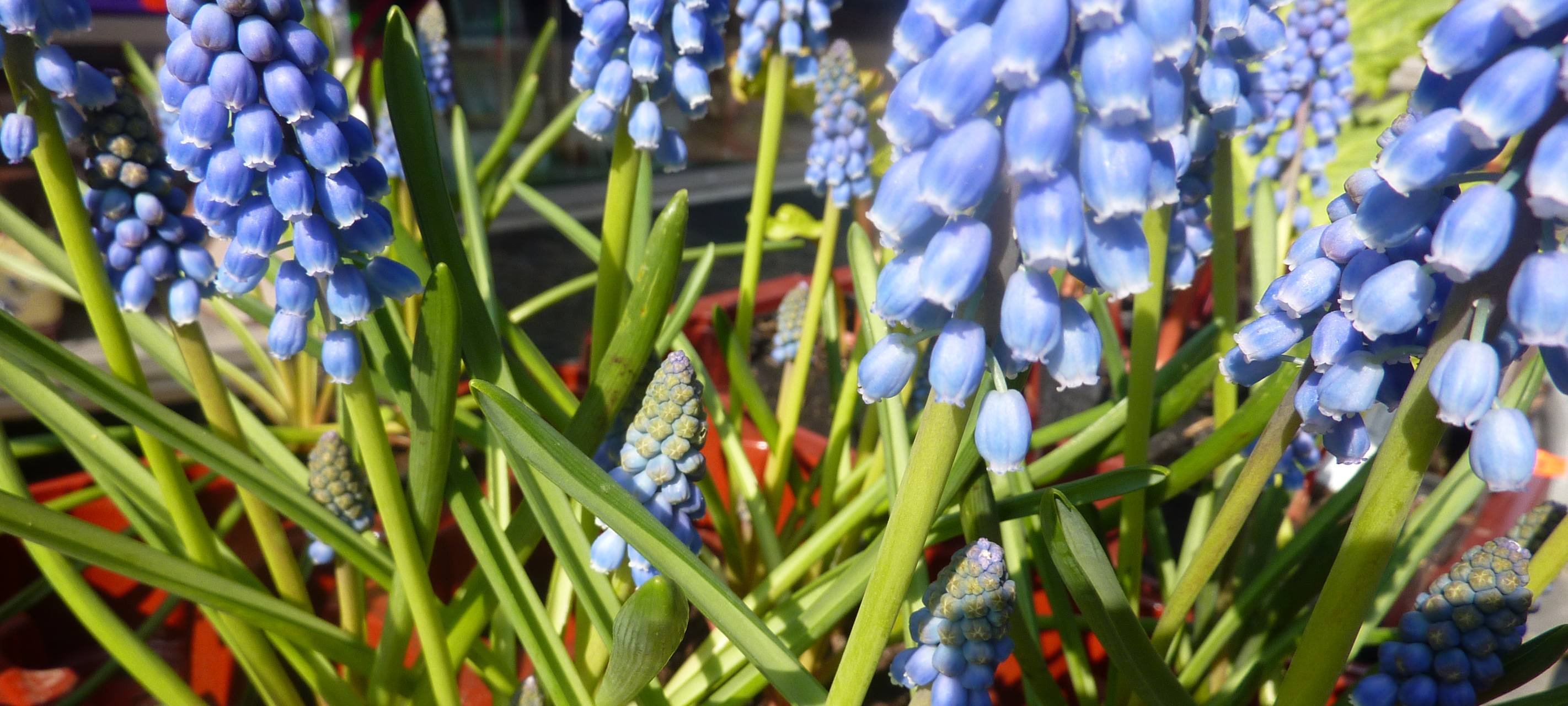 Altstadtfrühling in Soest