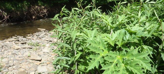 Giftiger Riesenbärenklau am Möhnesee und an der Ahse