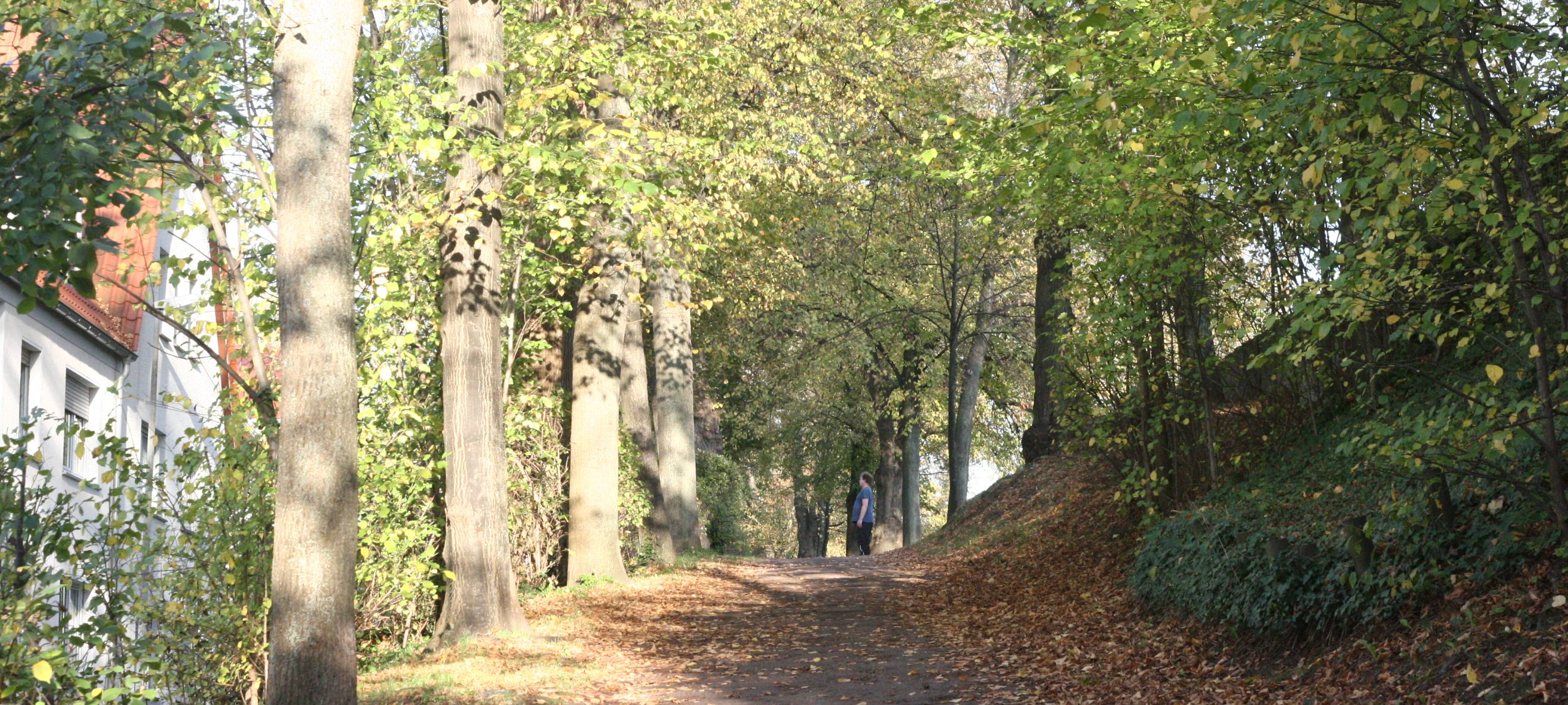 Blutsauger in den Wäldern im Kreis Soest