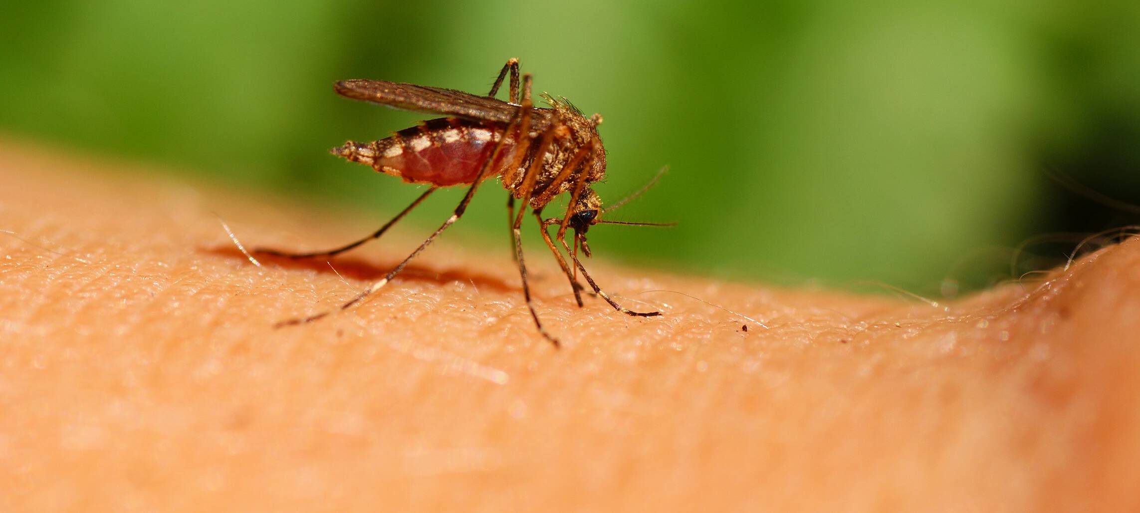 Dieses Jahr wieder mehr Mücken im Kreis Soest