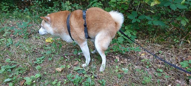 Warstein streicht kostenlose Hundekot-Beutel