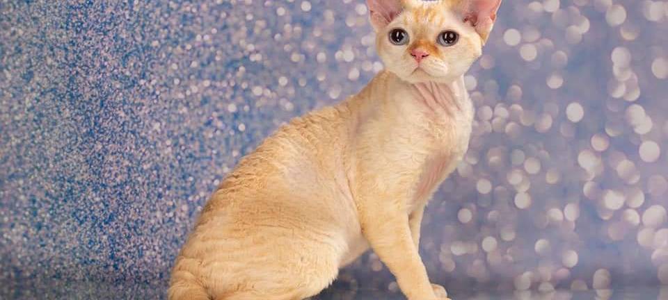 Kater an der Wiedenbrückerstraße in Lippstadt entlaufen