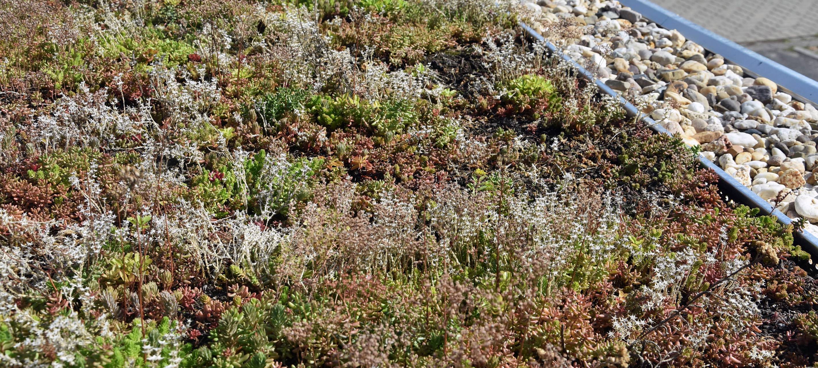 Grün statt Grau: Erfolgreiche Begrünung in Lippstadt