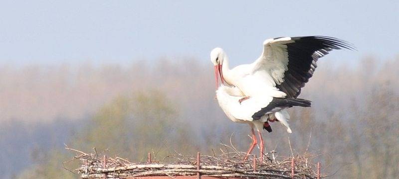 Vortrag zu Weißstörchen in Bad Sassendorf