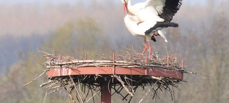 Vortrag zu Weißstörchen in Bad Sassendorf