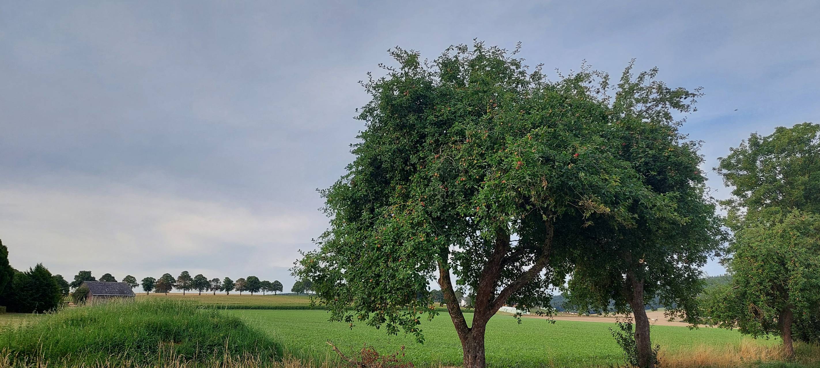 Kostenloses Obst in Warstein