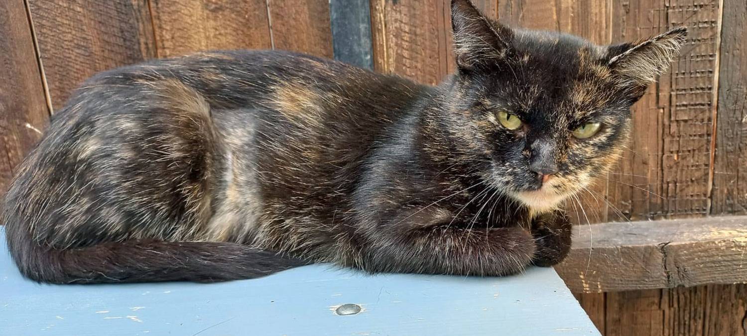 Frühlingsfest im Tierheim Lippstadt