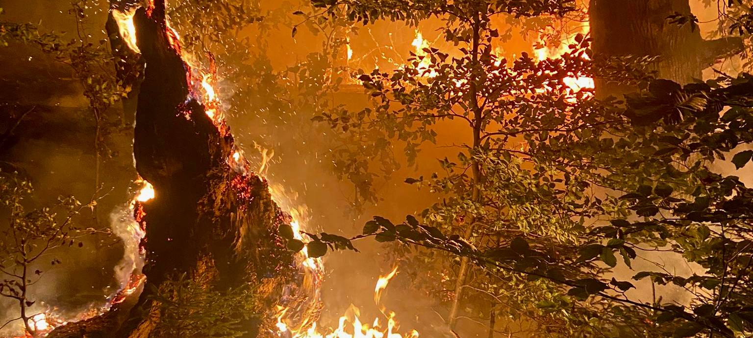 Waldbrand am Möhnesee gelöscht
