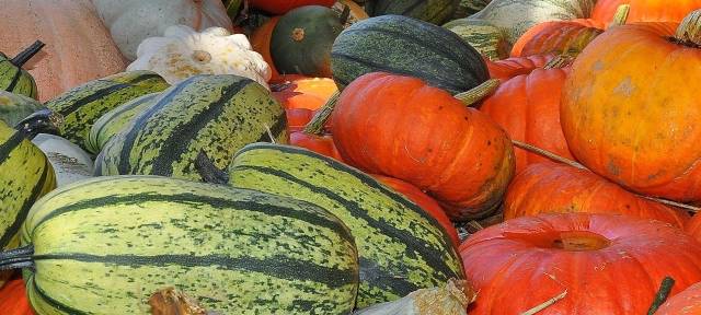 Beginn der Kürbiszeit im Kreis Soest