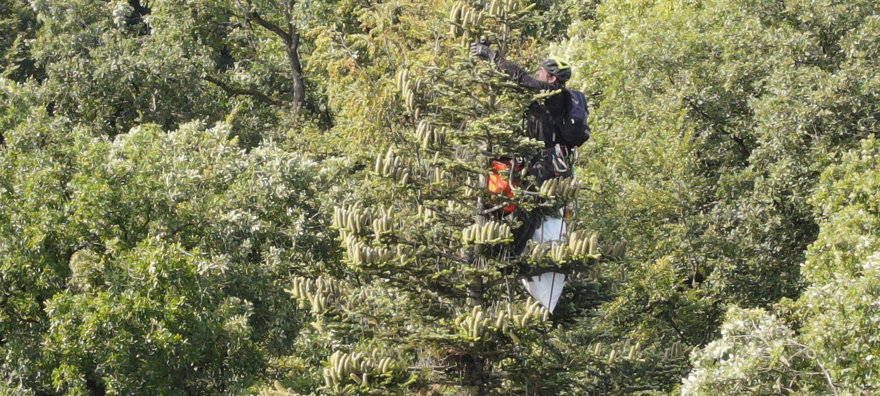 Zapfenernte in Warstein