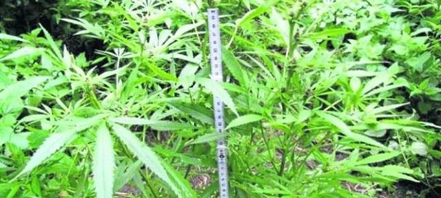 Cannabis-Legalisierung: Bundeskabinett mit Eckpunkten