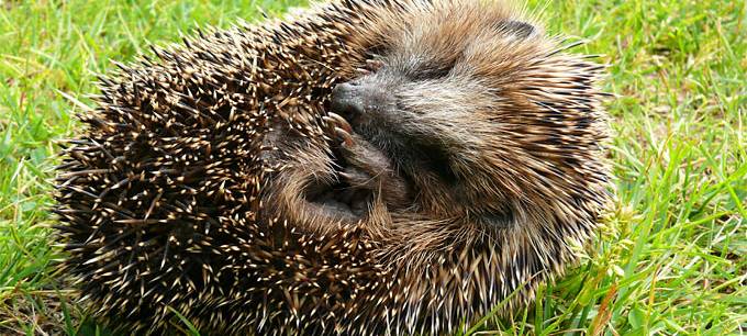 Wildtiere im Herbst unterstützen