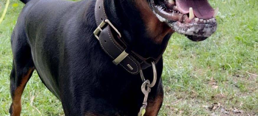 Dobermann aus Tierheim Soest gestohlen!