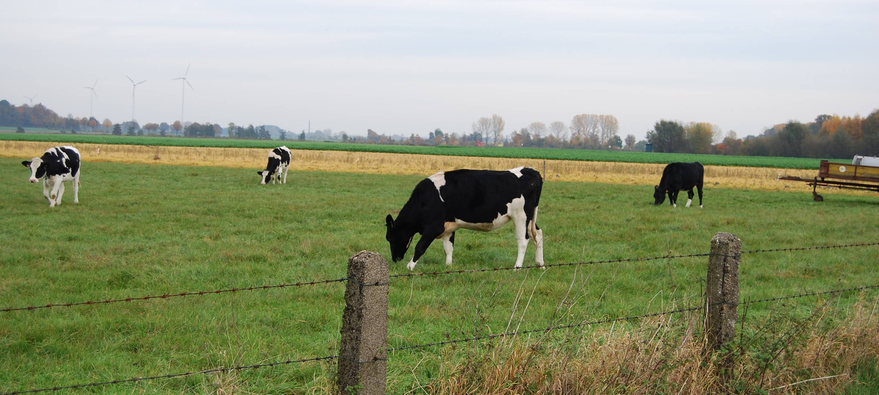 Blauzungenkrankheit im Kreis Soest ausgebreitet