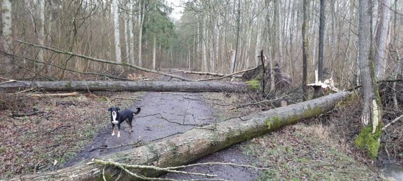 Nach Eberhard kommt nun Franz