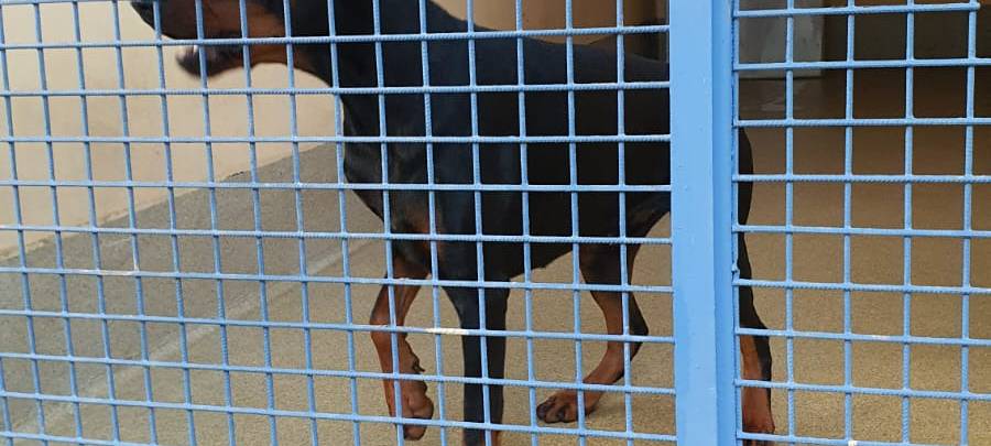 Dobermann-Klau im Soester Tierheim