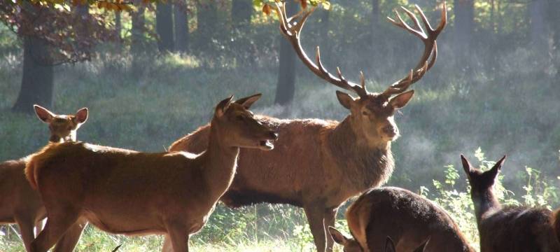 ADAC warnt: Herbst ist Hochsaison für Wildwechsel