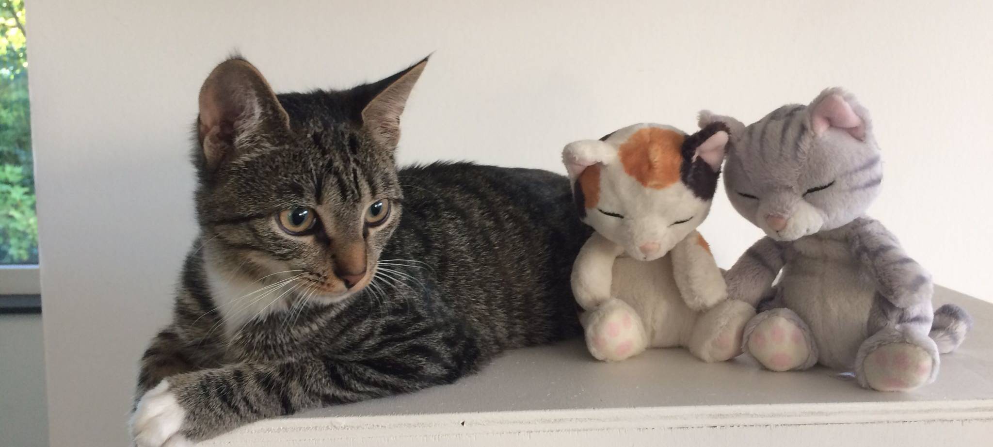 Kater in Soest entlaufen