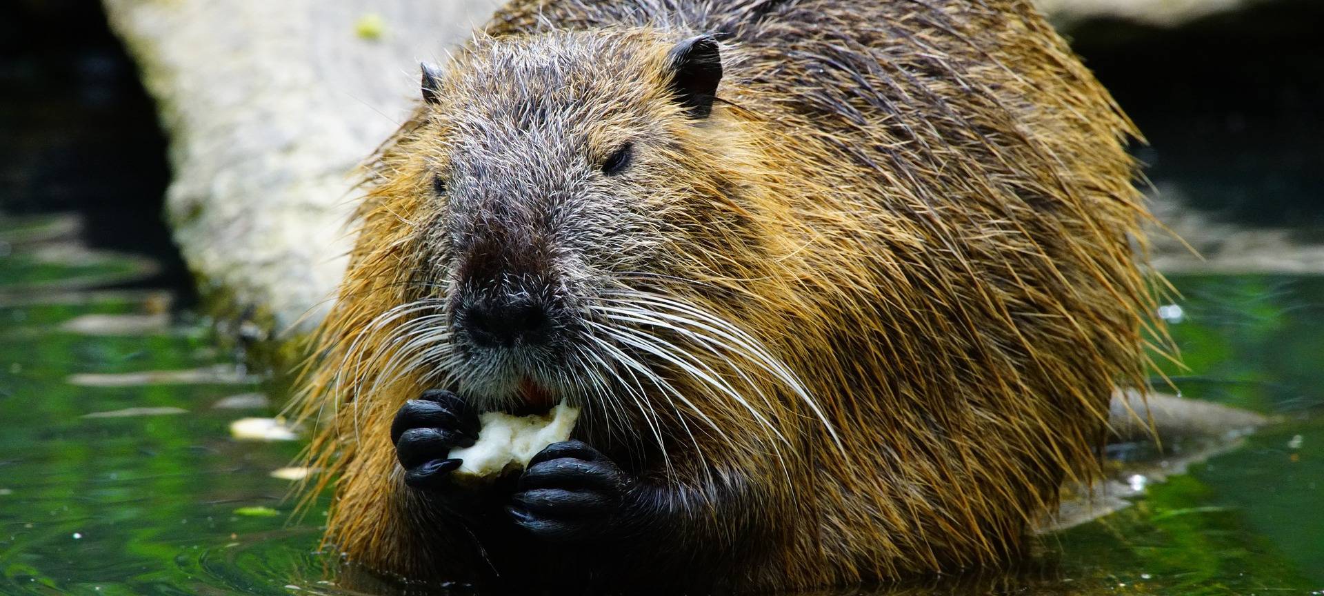 Ein Nutria im Wasser.
