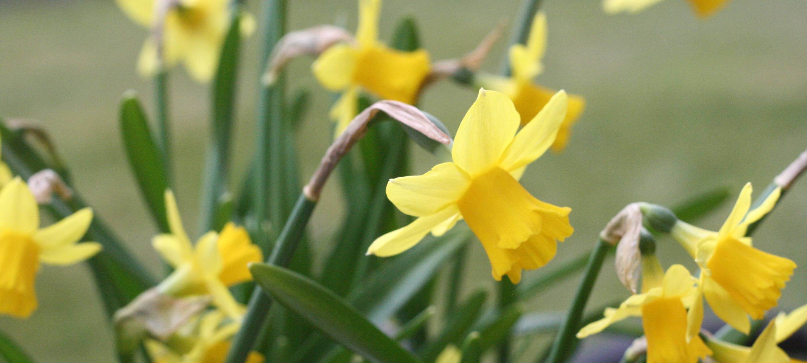 Gemeinsames Blumenpflanzen in Lippstadt