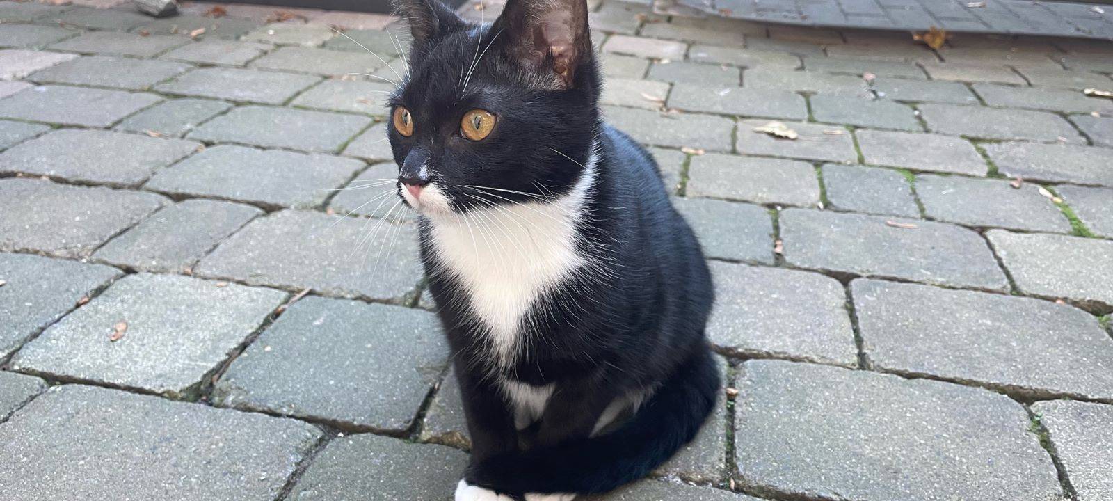 Katze "Rosi" - 7 Monate alt - in Soest entlaufen