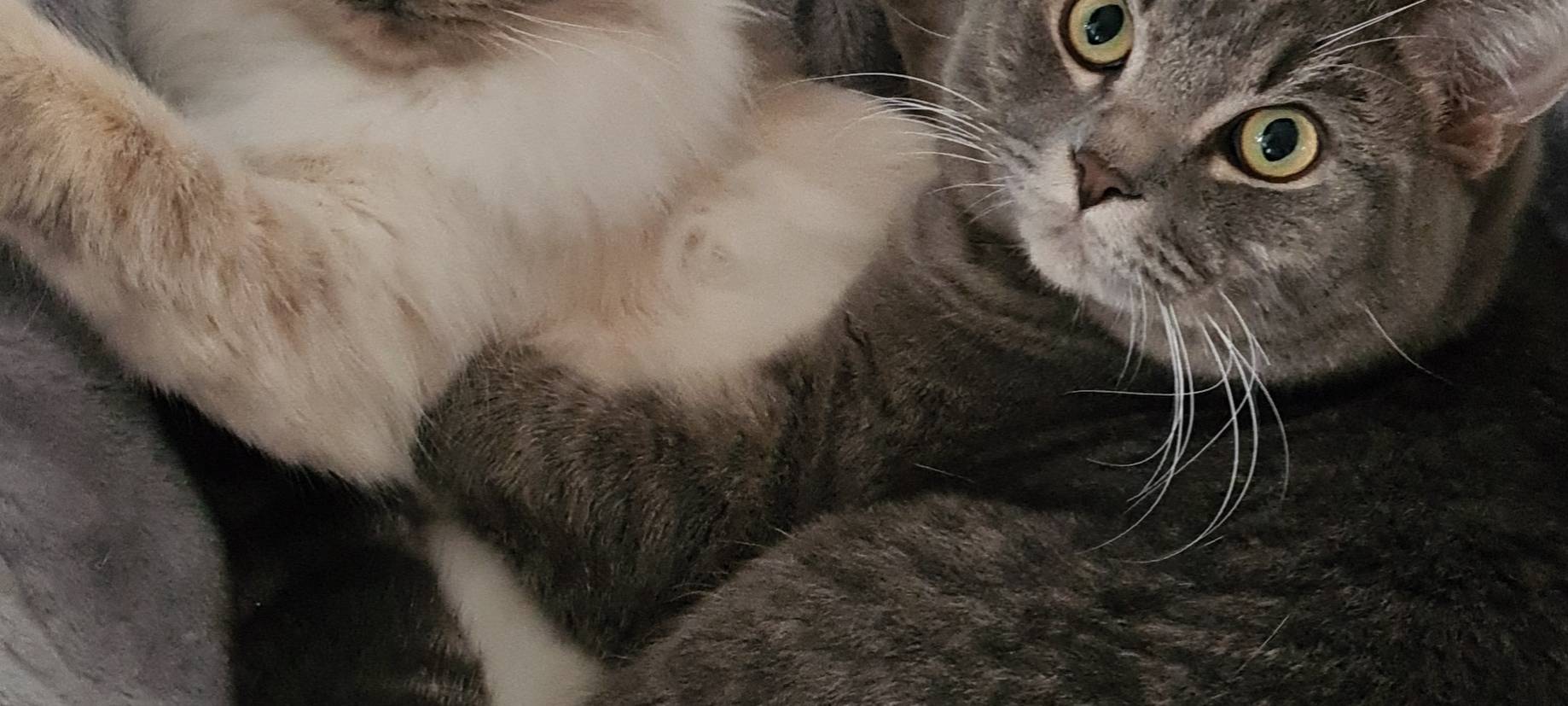 Britisch Kurzhaar Kater in Soest entlaufen