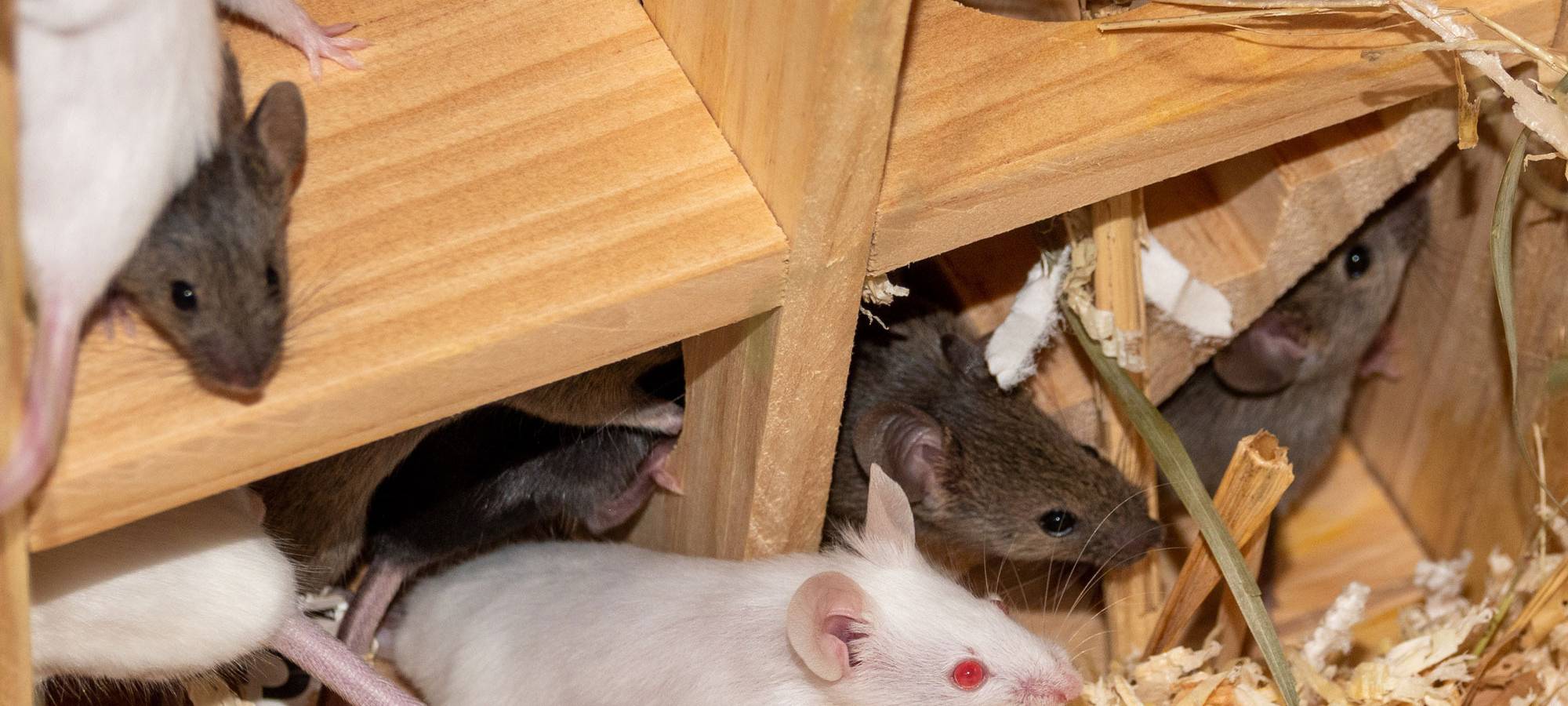 Elf kleine Farbmäuse aus dem Lippstädter Tierheim.