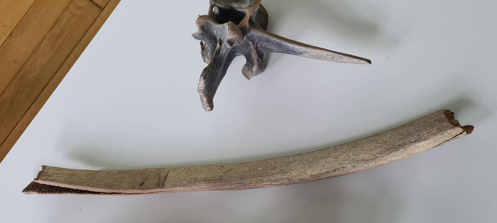 Mammut-Knochen auf Soester Dachboden entdeckt