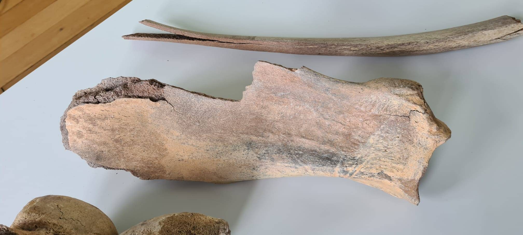 Mammut-Knochen auf Soester Dachboden entdeckt