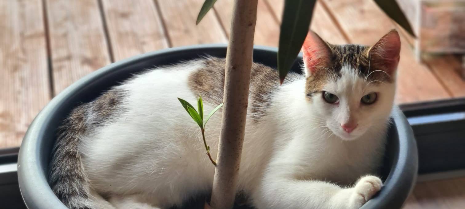 Kater in Möhnesee-Günne entlaufen