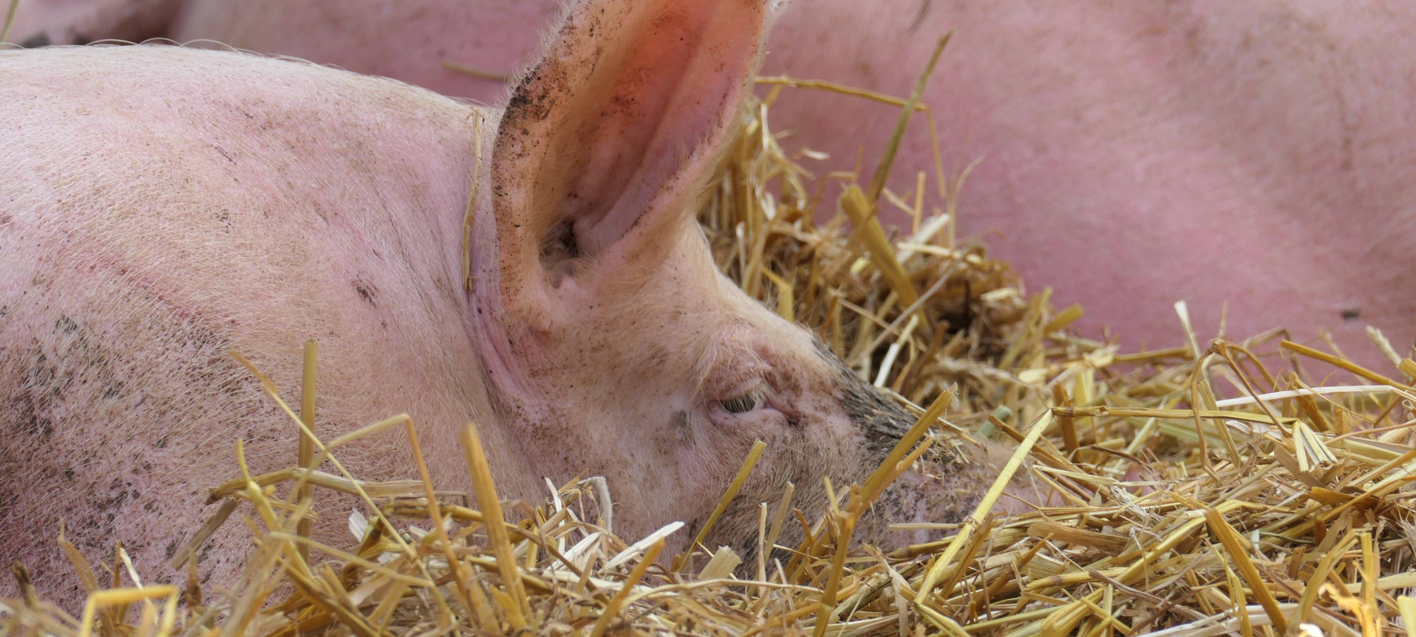 Konzert am Schweinestall im Lippetal