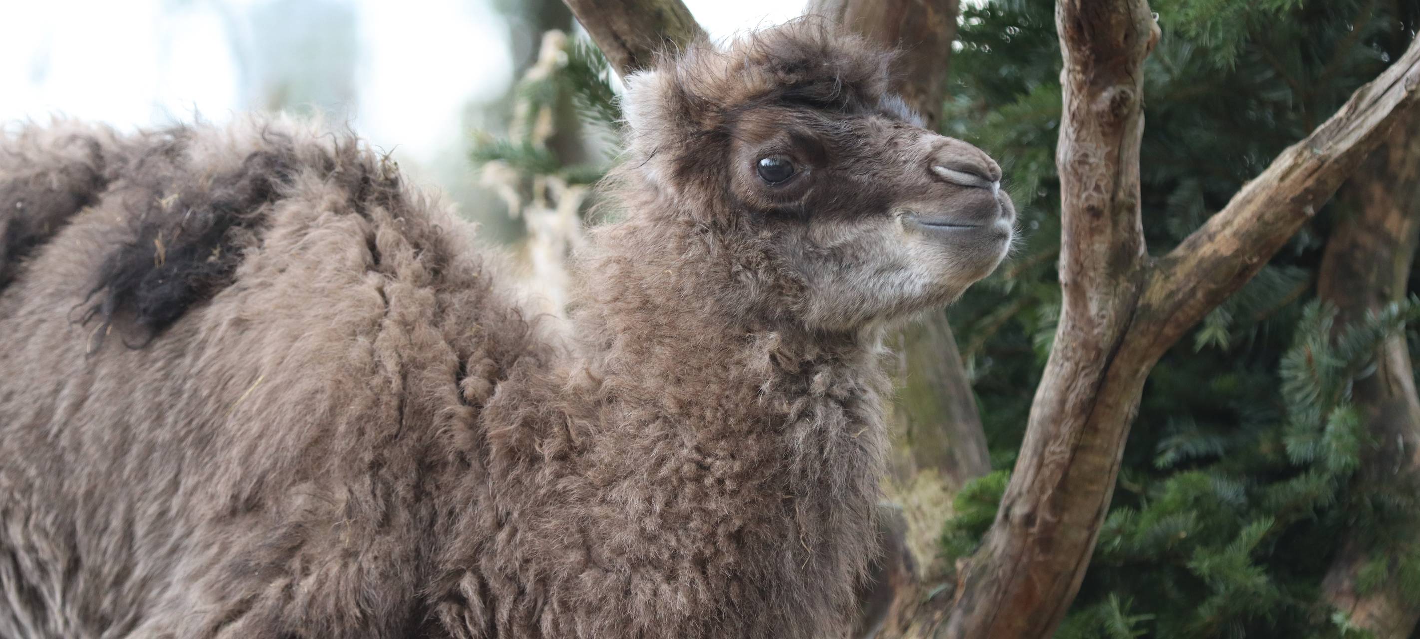 Trampeltierbabys im Hammer Tierpark