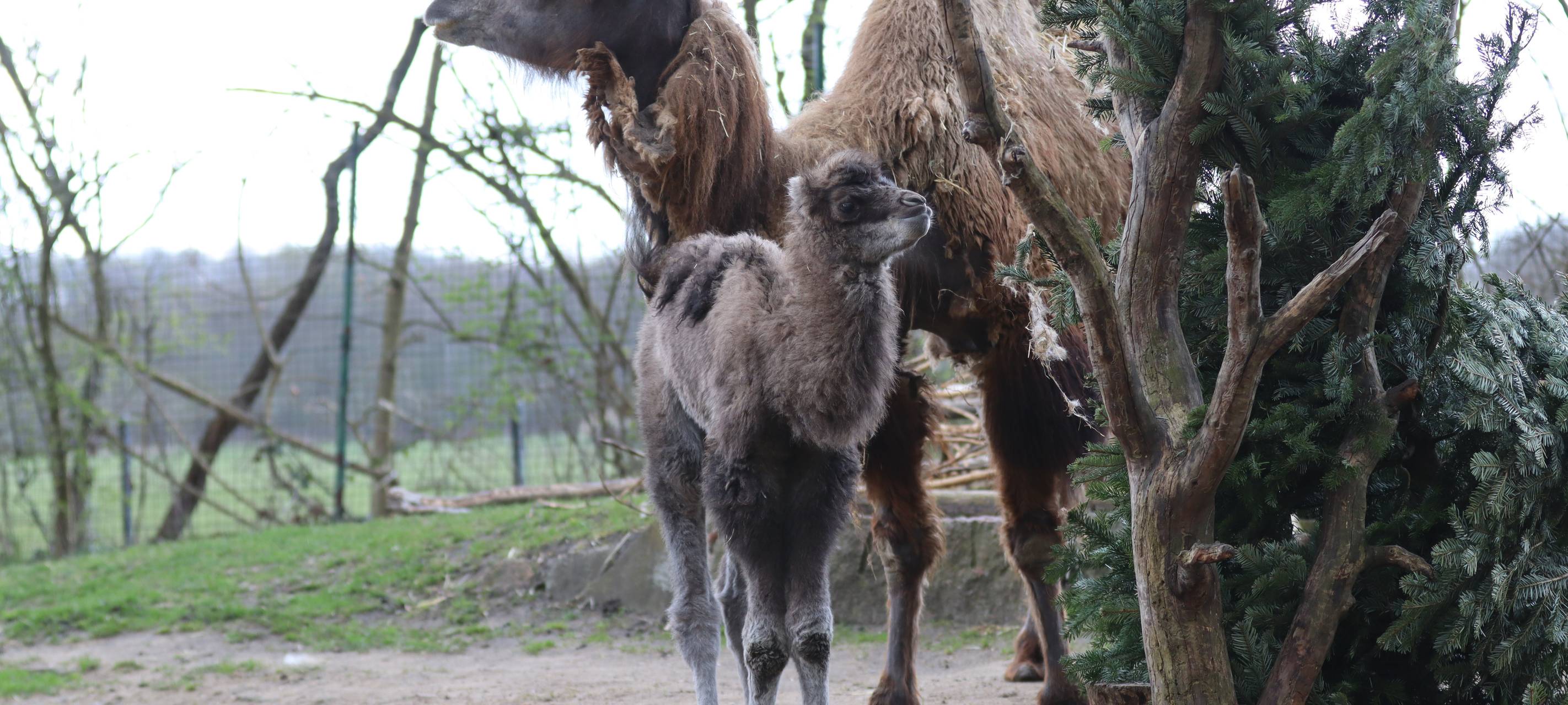 Trampeltierbabys im Hammer Tierpark