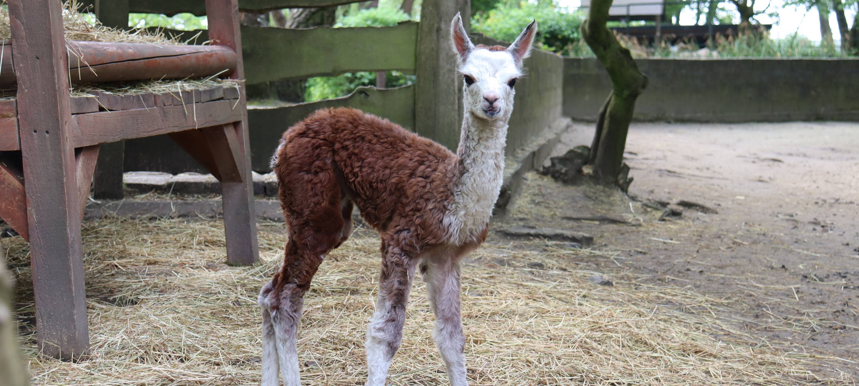 Kindertrödelmarkt im Hammer Tierpark