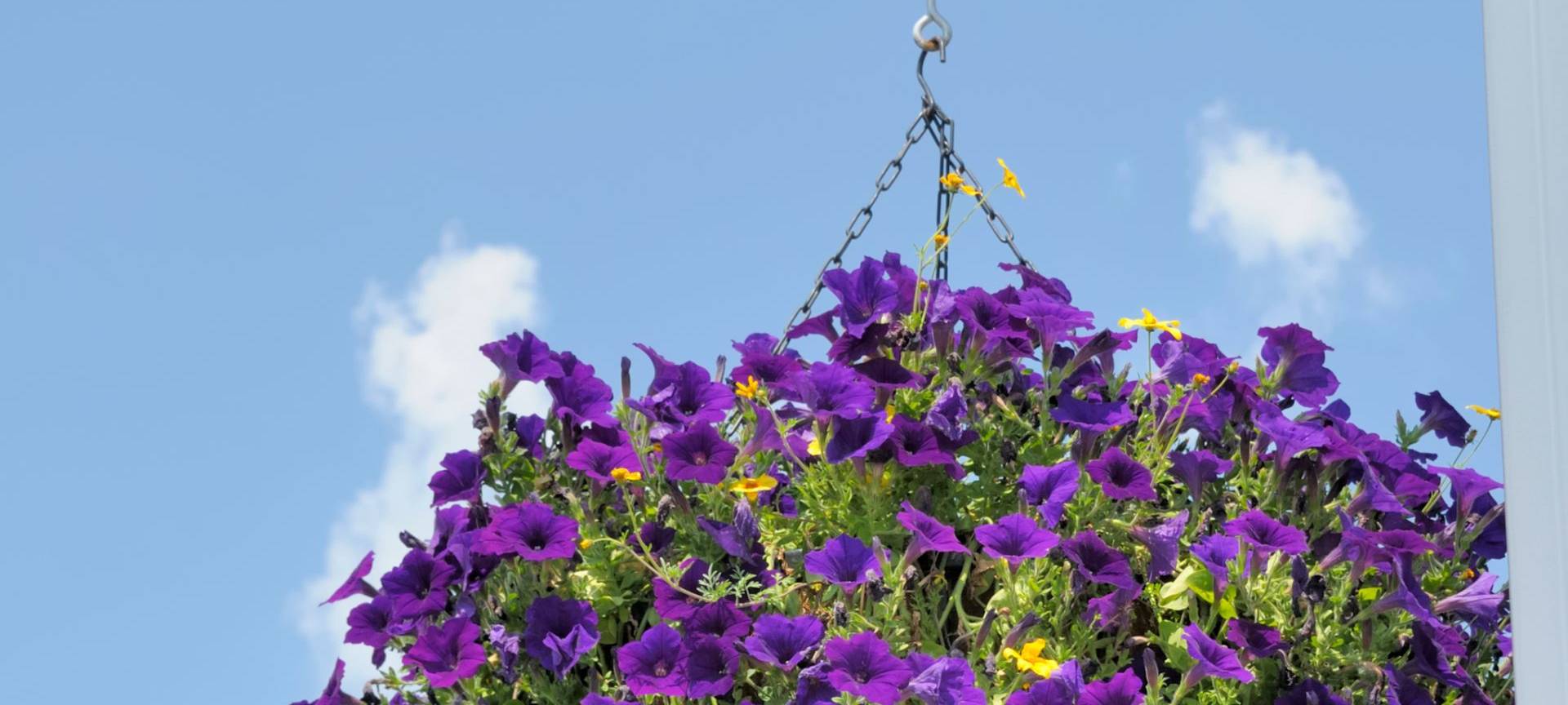 Blumenampeln für ein farbenfrohes Warstein