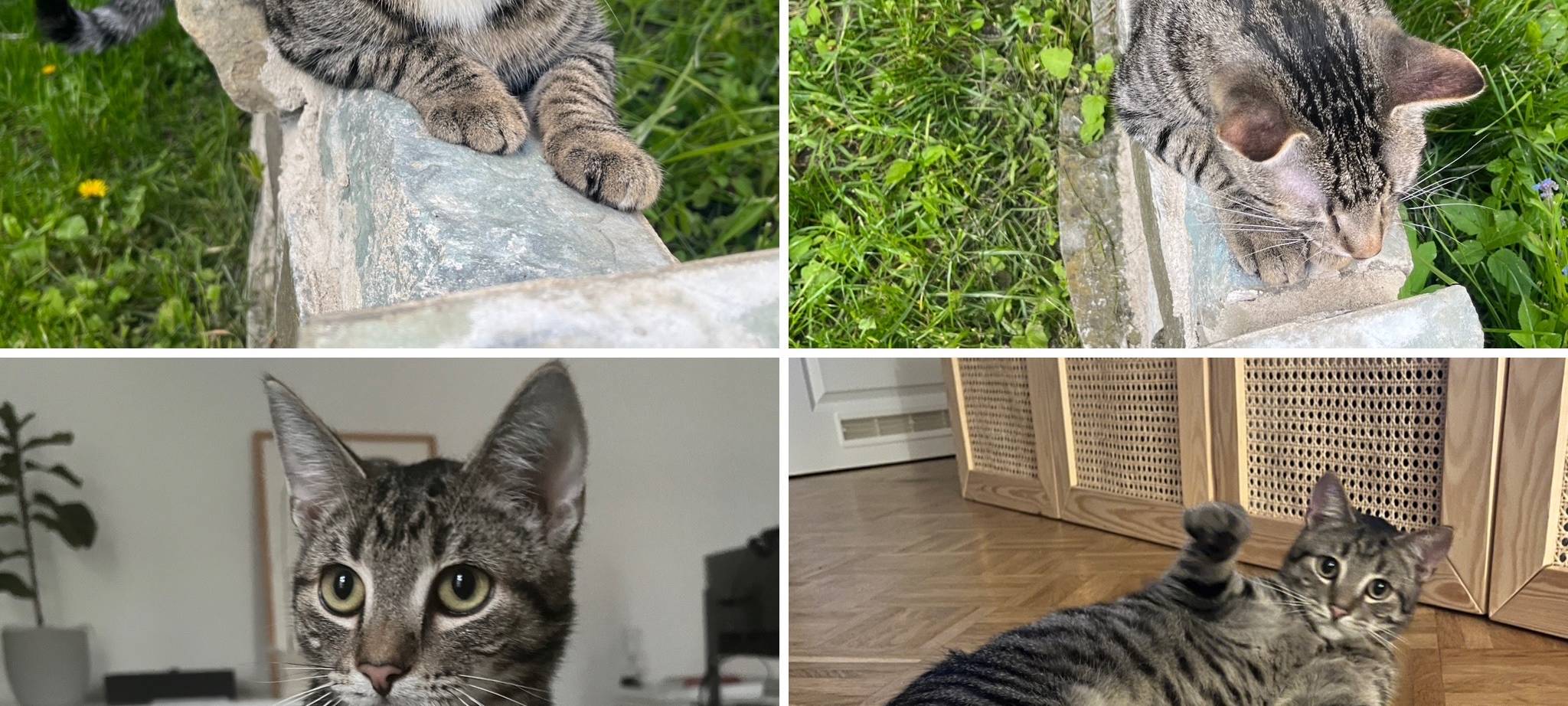 Kater in Soest entlaufen