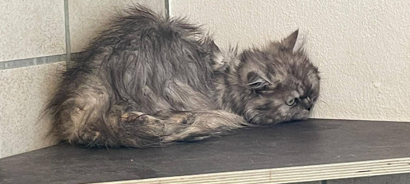 In einem Wohnhaus in Lippstadt wurden über 130 verwahrloste Katzen gefunden.