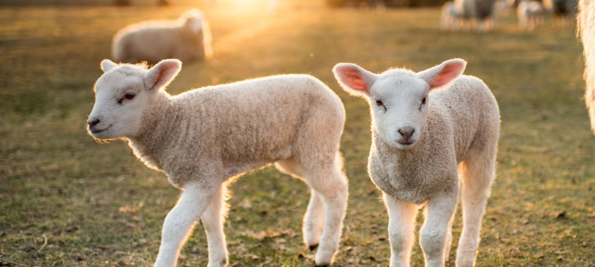 15 Lämmer in Altenrüthen gestohlen!