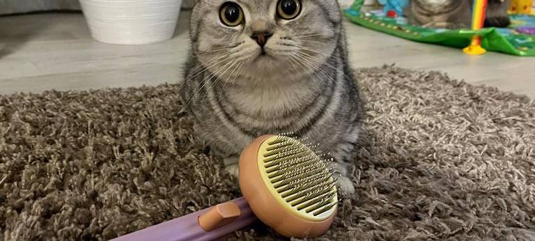 Kater ist in Soest entlaufen