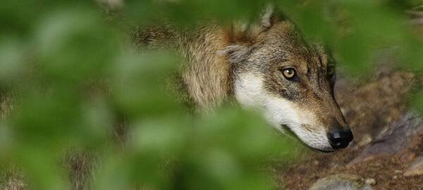 War ein Wolf in Rüthen-Hoinkhausen?