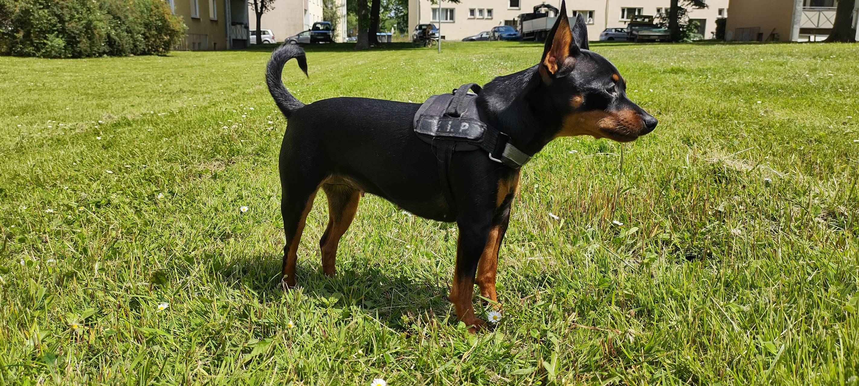 Zwergpinscher in Soest - Niederbergheimerstraße - entlaufen