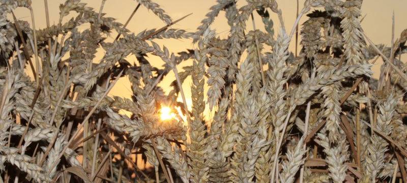 Gegen die neue Düngeverordnung demonstrieren heute viele Bauern.