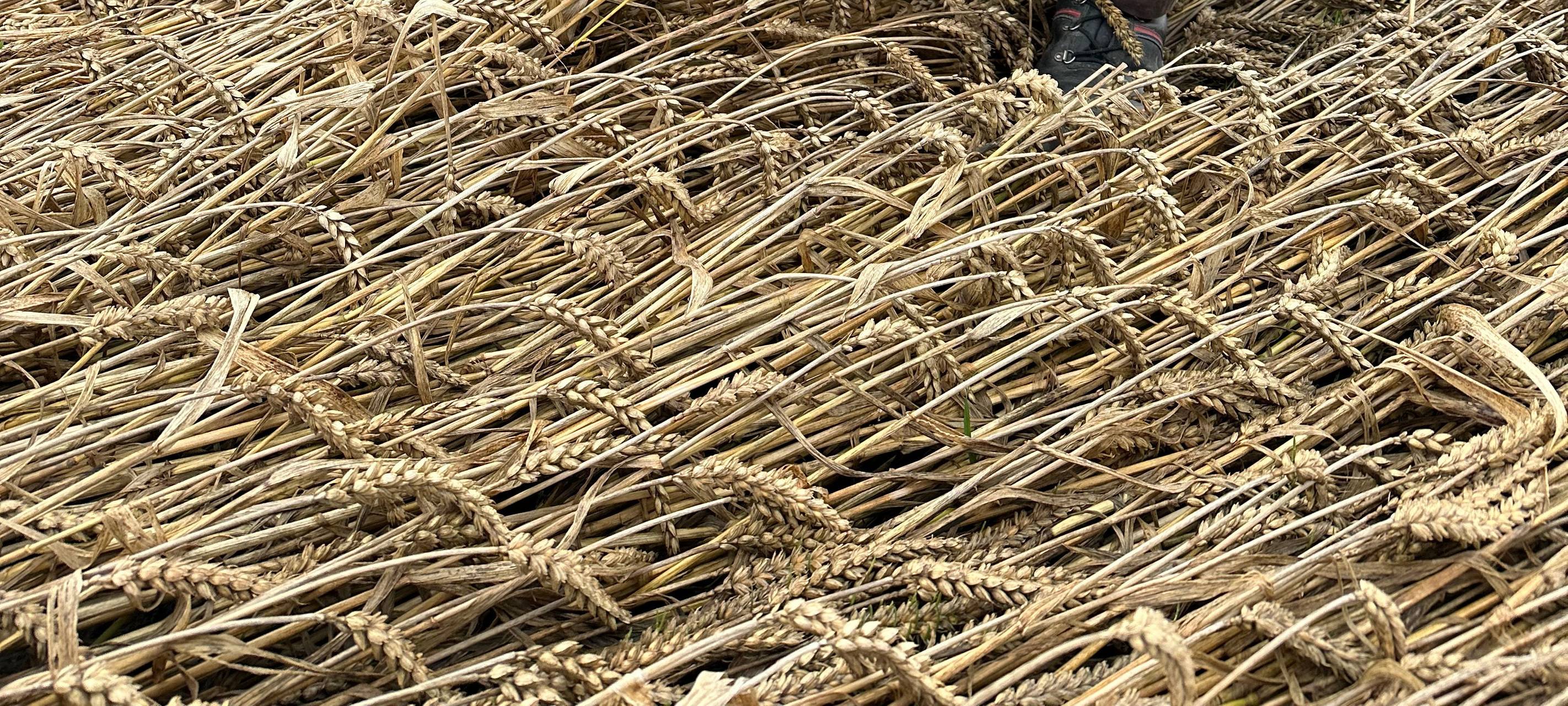 Folge #002 Ernte in Gefahr?